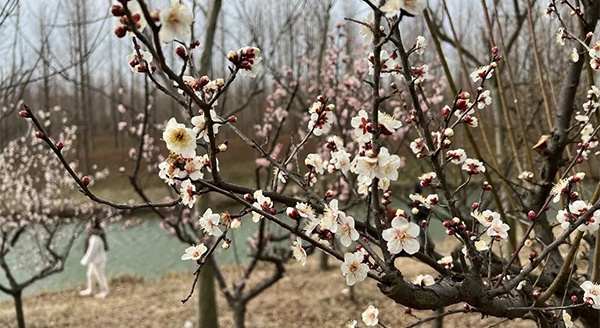 【花期預告】踏青賞梅好時節(jié) 白馬湖畔覓芳蹤